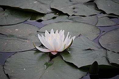 任天堂新直面会公布 明晚10点开始时长20分钟